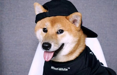 人不如狗系列 潮流,#狗都怎么玩#